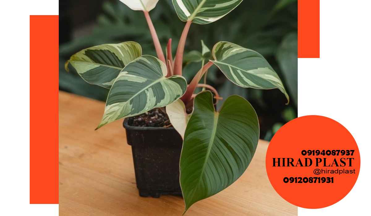 خرید گلدان پلاستیکی