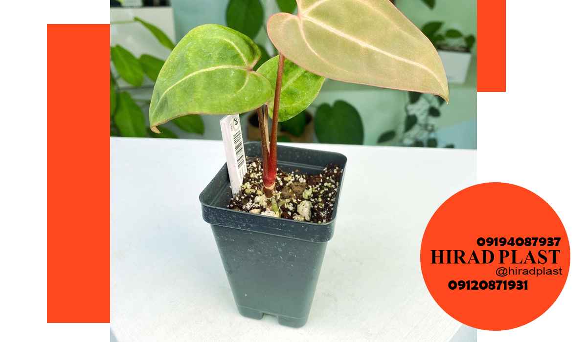 گلدان پلاستیکی