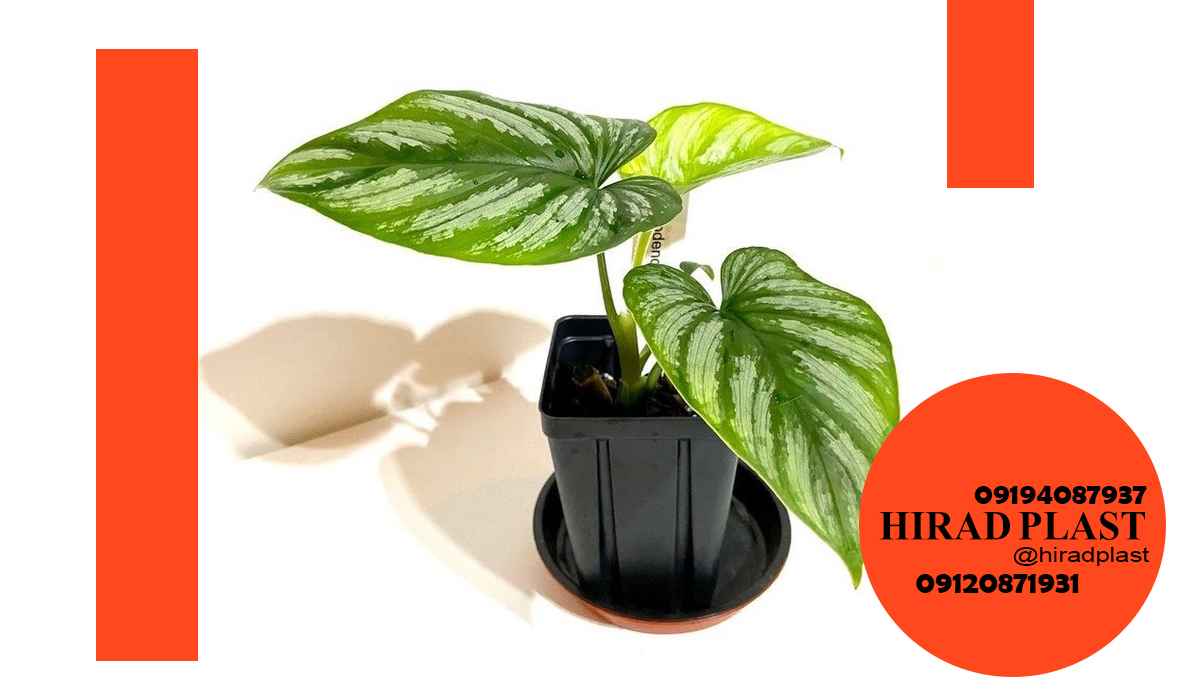 گلدان پلاستیکی جعبه