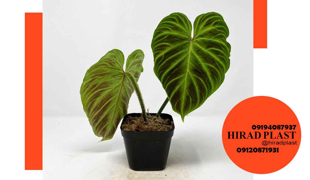 گلدان پلاستیکی مشکی