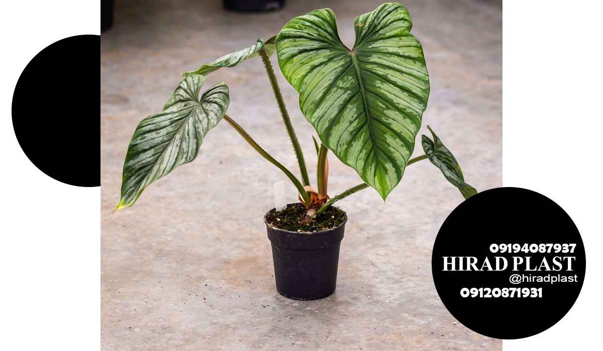 گلدان پلاستیکی مشکی