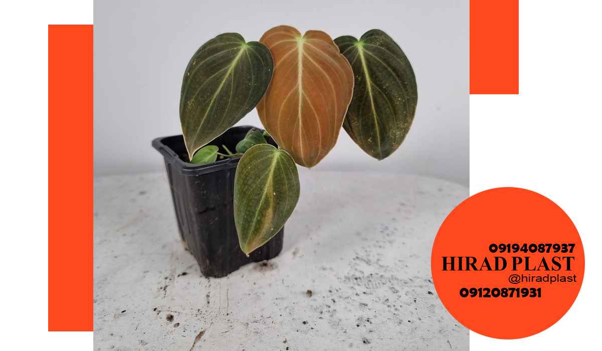 گلدان پلاستیکی گلخانه ای