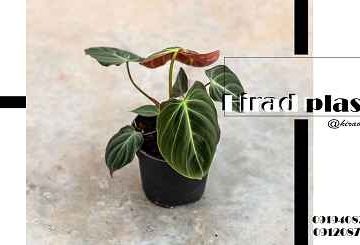 گلدان پلاستیکی