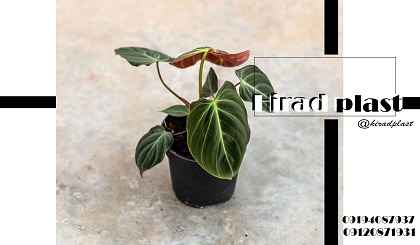 گلدان پلاستیکی