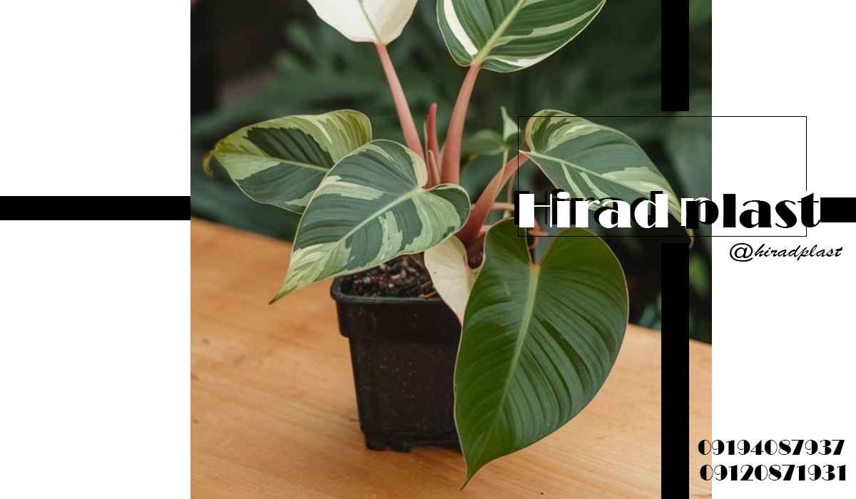 گلدان پلاستیکی جعبه