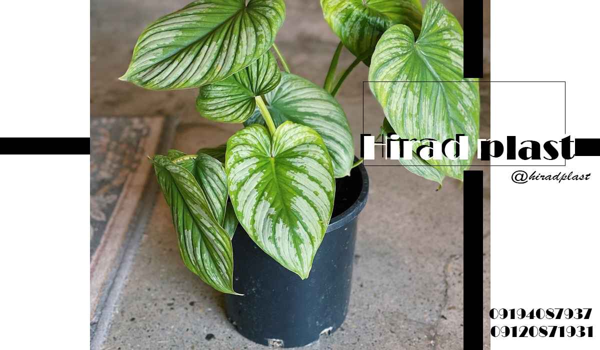 گلدان پلاستیکی عمده