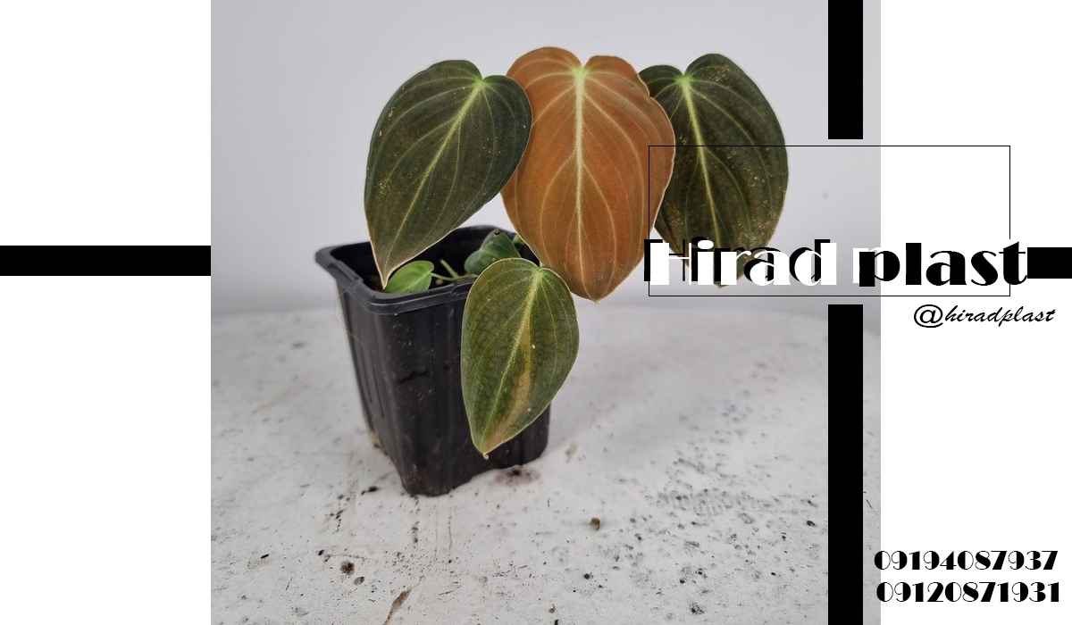 گلدان پلاستیکی مربع