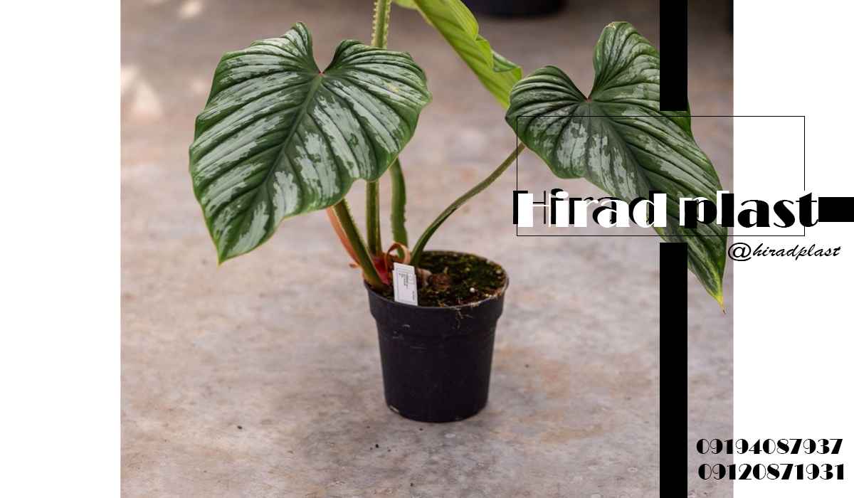 گلدان پلاستیکی مشکی