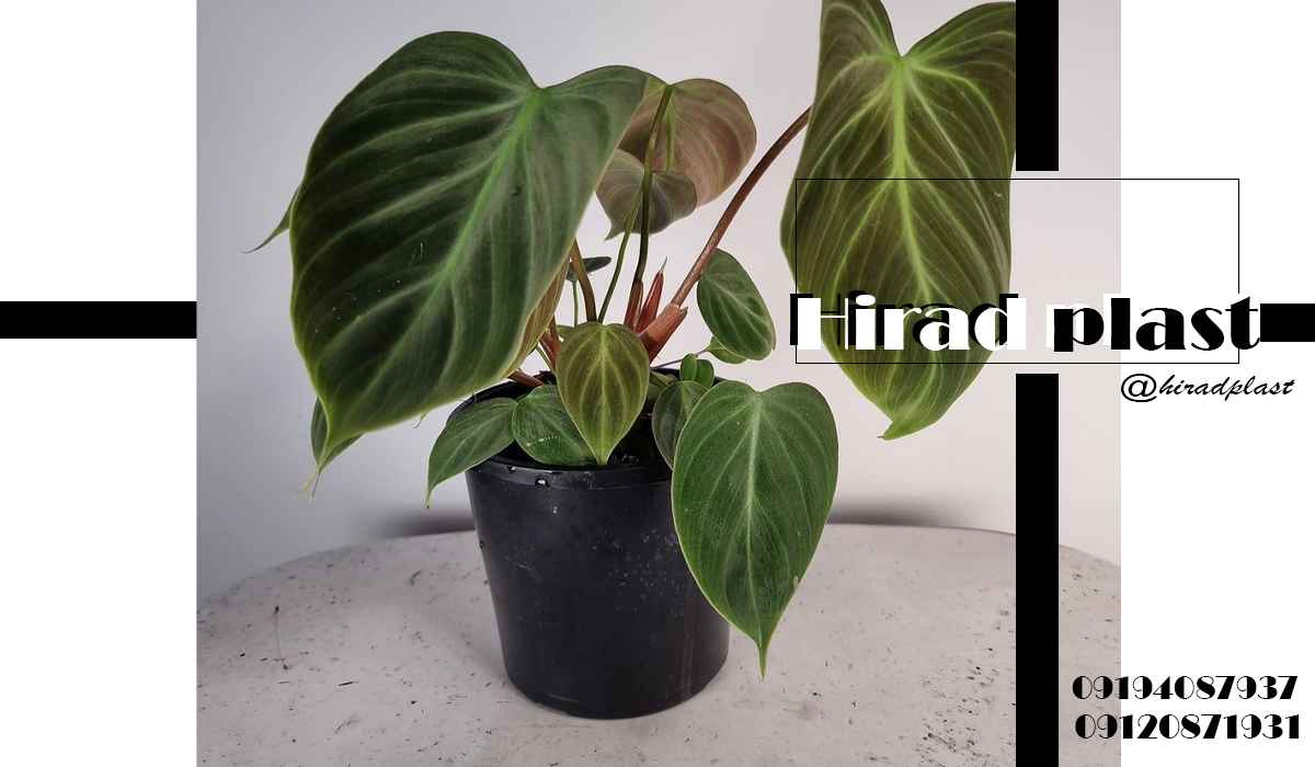 گلدان پلاستیکی کشاورزی