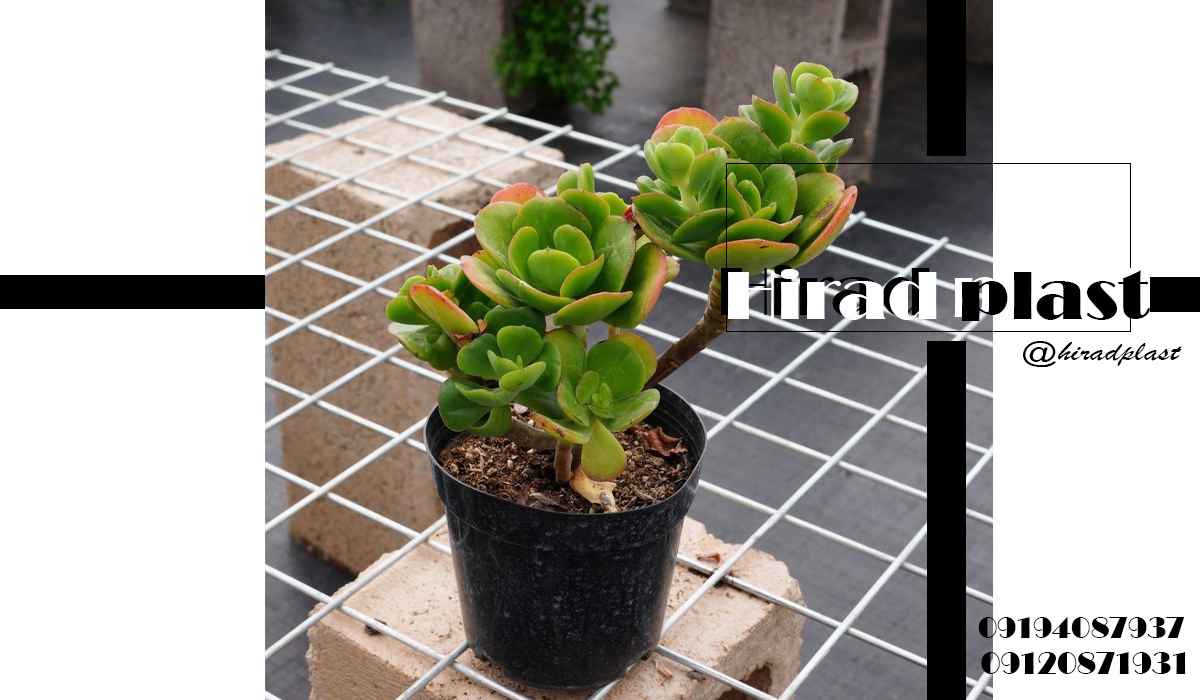 گلدان پلاستیکی گلخانه