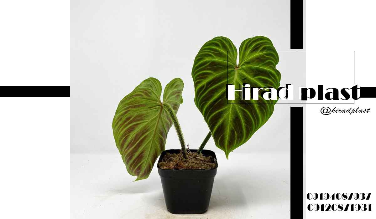 گلدان کشاورزی