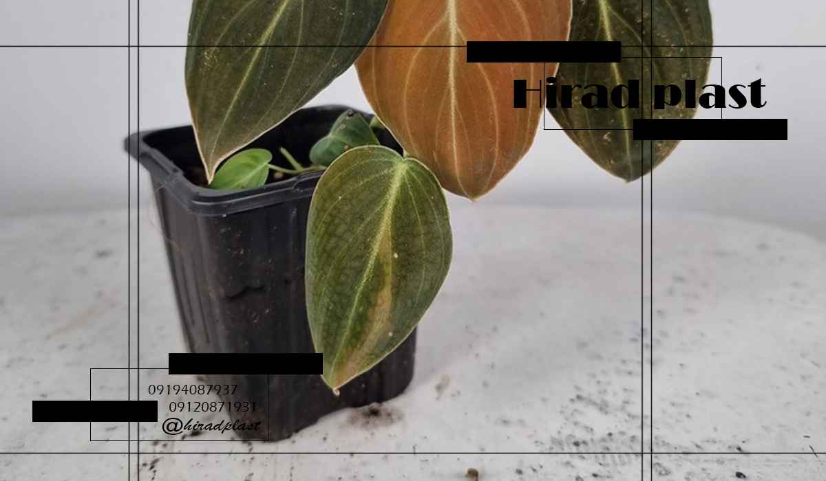 خرید گلدان پلاستیکی