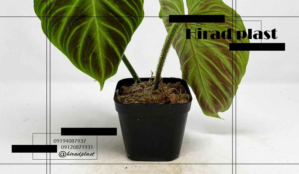 قیمت گلدان پلاستیکی