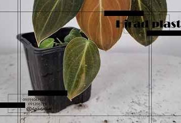 گلدان پلاستیکی