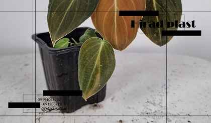 گلدان پلاستیکی