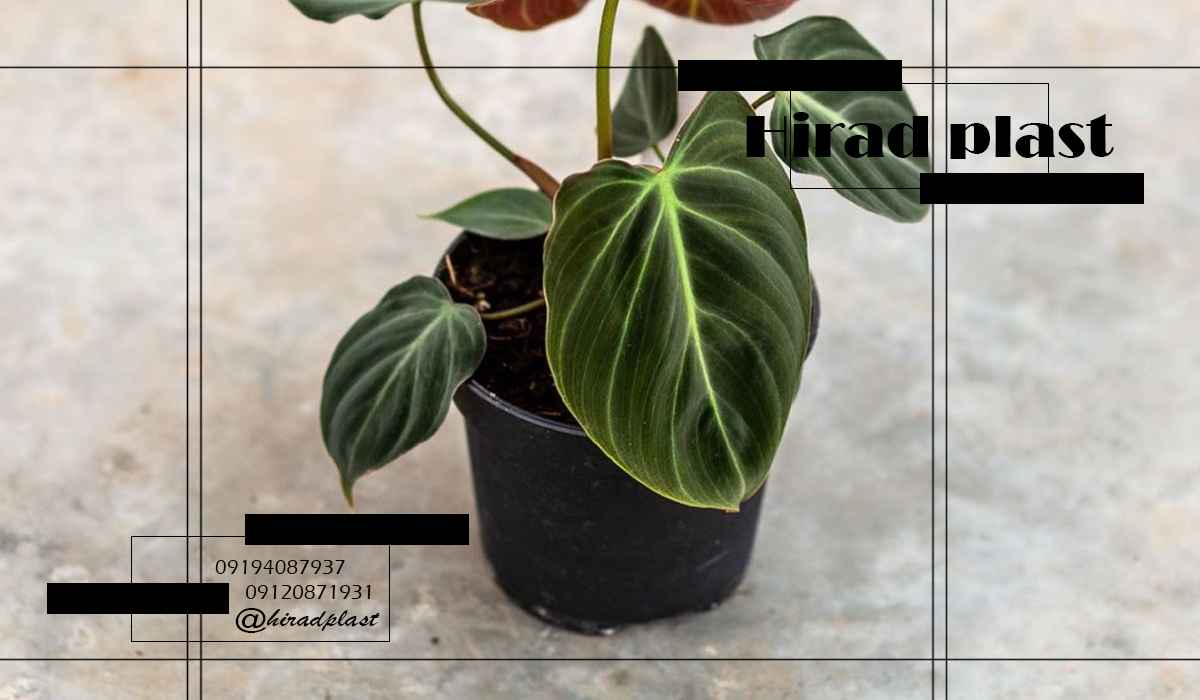 گلدان پلاستیکی گلخانه ای