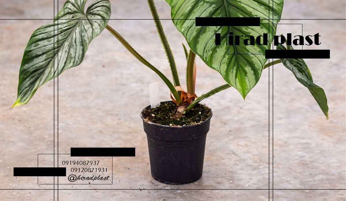 گلدان پلاستیکی گلخانه