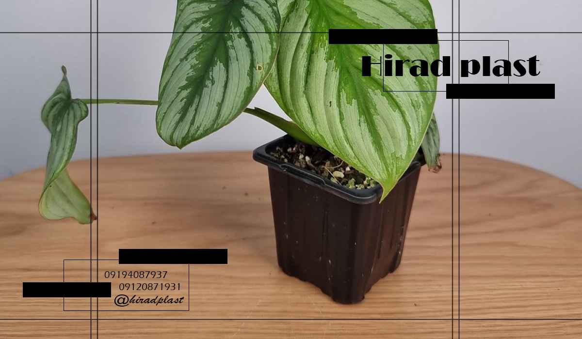 گلدان گلخانه ای