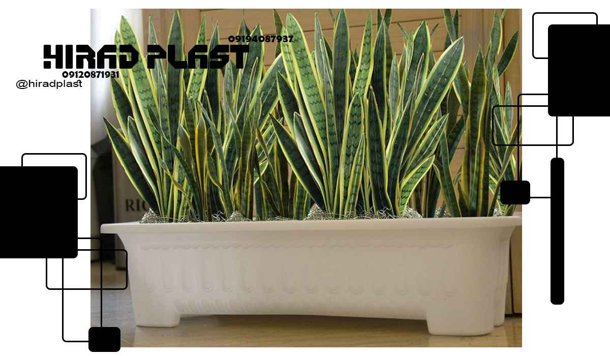 گلدان آپارتمانی